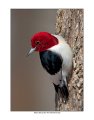 7851-1 red-headed woodpecker